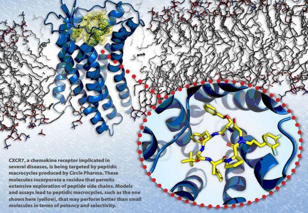 CXCR7受体，Circle公司大环肽化合物开发平台的靶点之一